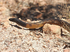 Aspidites melanocephalus