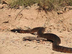 Aspidites melanocephalus