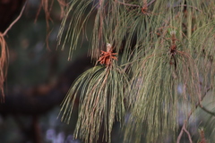 Pinus lawsonii