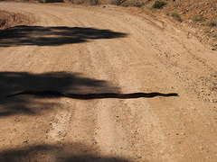 Aspidites melanocephalus