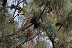 Pinus lawsonii
