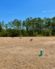 Meleagris gallopavo osceola