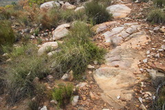 Aspalathus bracteata