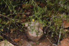 Aspalathus bracteata