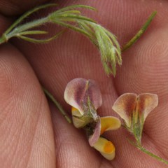 Aspalathus bracteata