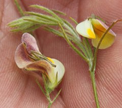 Aspalathus bracteata