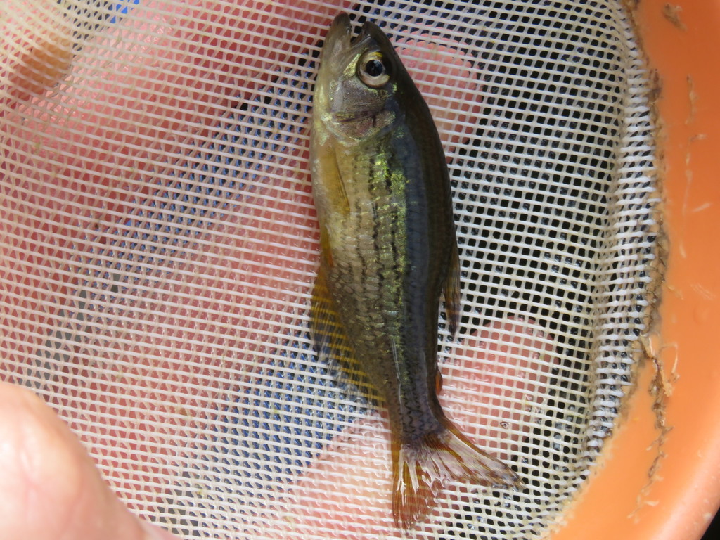 Lined Golden Tetra
