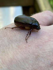 Xyloryctes jamaicensis