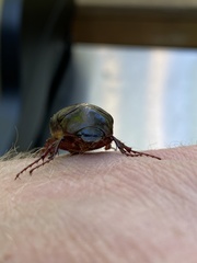 Xyloryctes jamaicensis