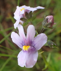 Nemesia denticulata