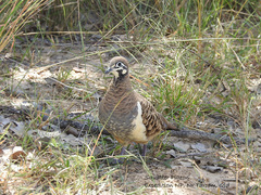 Geophaps scripta scripta
