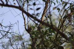 Melanerpes uropygialis
