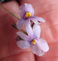 Nemesia denticulata