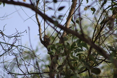 Melanerpes uropygialis