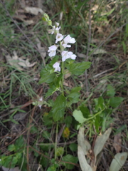 Prostanthera prunelloides
