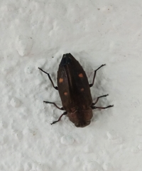 Chrysobothris affinis