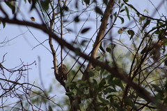 Melanerpes uropygialis