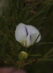 Psoralea sp18