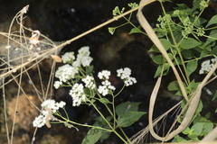 Ageratina palmeri