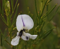 Psoralea sp18