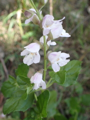Prostanthera prunelloides