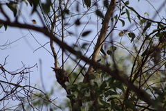 Melanerpes uropygialis