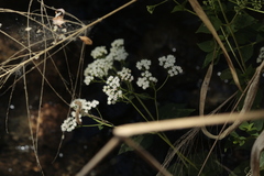 Ageratina palmeri