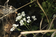 Ageratina palmeri