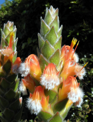 Mimetes capitulatus
