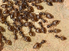 Crematogaster sordidula