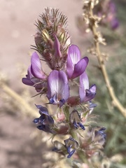 Astragalus flavus argillosus