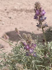 Astragalus flavus argillosus
