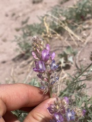 Astragalus flavus argillosus