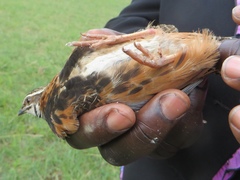 Coturnix delegorguei
