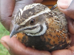 Coturnix delegorguei
