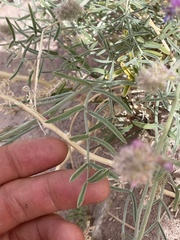 Astragalus flavus argillosus