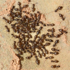 Crematogaster sordidula