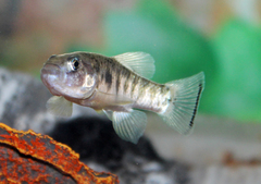 Julimes Pupfish photo 1