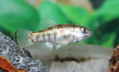 Julimes Pupfish photo 5