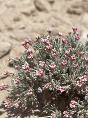 Eriogonum bicolor