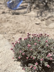 Eriogonum bicolor