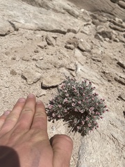 Eriogonum bicolor