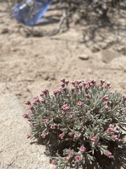 Eriogonum bicolor