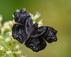 Helias phalaenoides