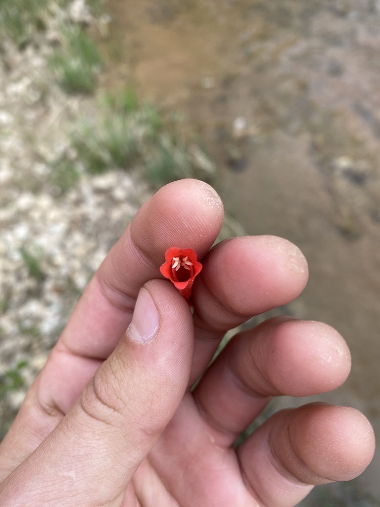 Penstemon eatonii, Glen Canyon National Recreation Area, Big Water, UT, US