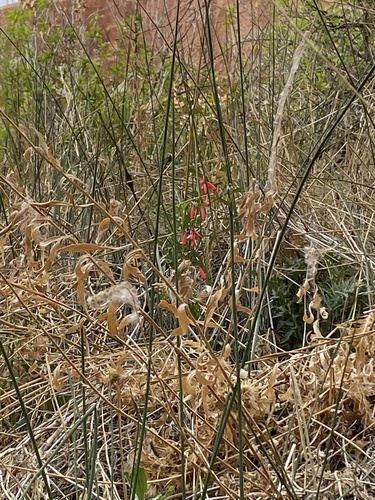 Penstemon eatonii