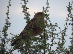 Falco rupicoloides
