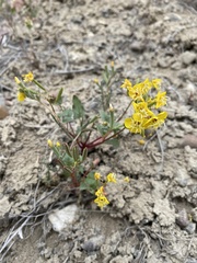Chylismia claviformis cruciformis