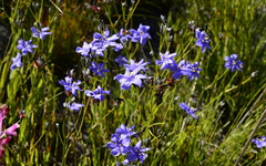 Aristea palustris