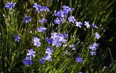 Aristea palustris